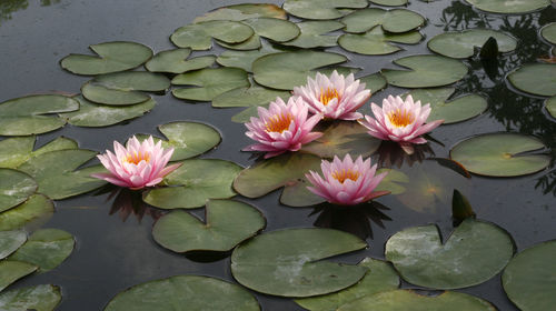 Lotus flower in pond