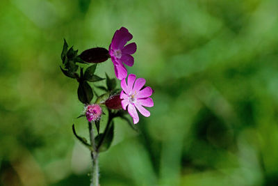 Close-up of red campion pink flowering plant, scotland