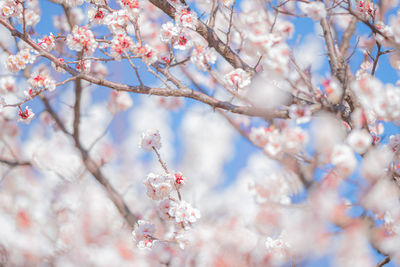 Low angle view of cherry blossoms on tree