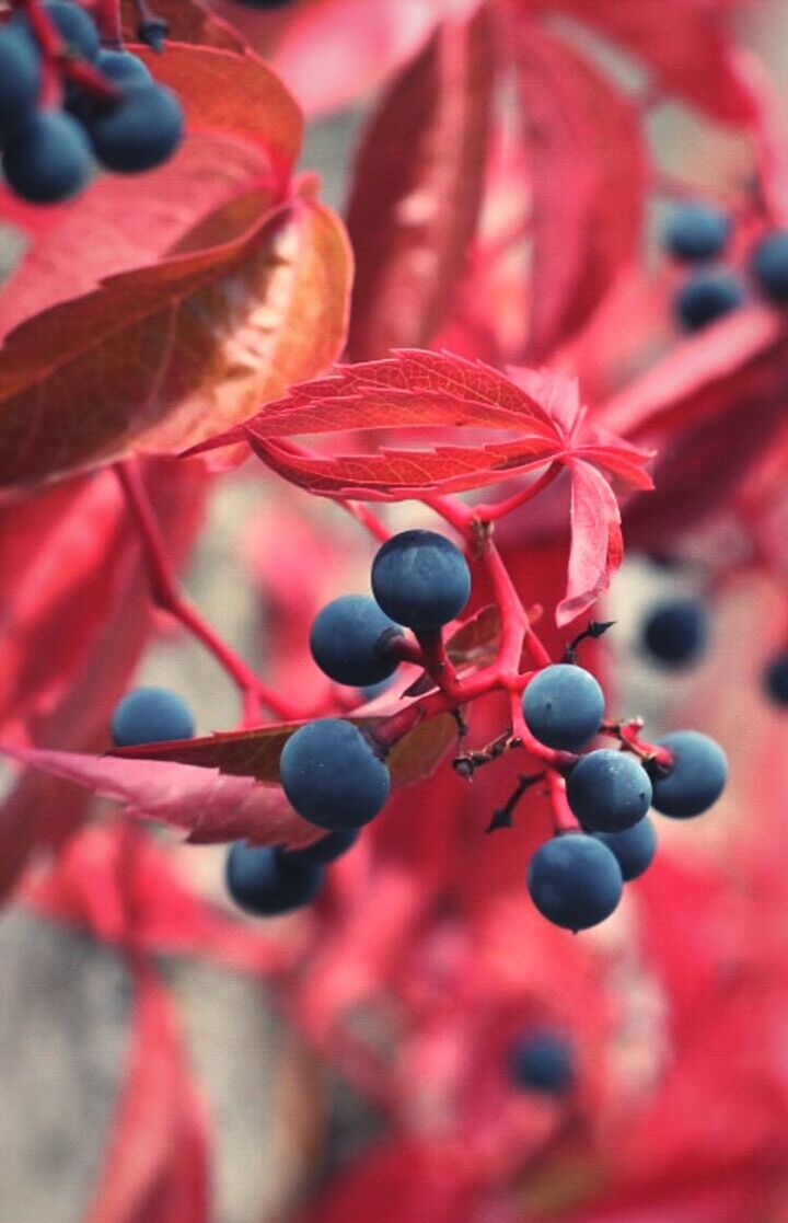 CLOSE-UP VIEW OF FRUITS