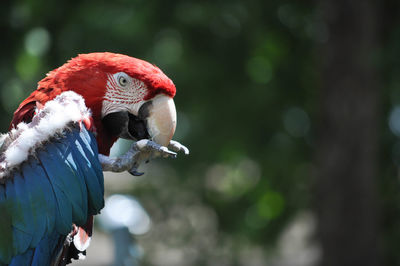 Red and blue macaw parrot profile side view