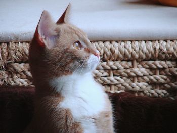 Close-up of cat sitting at home