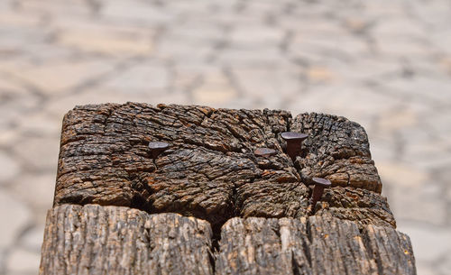 Close-up of nails on wood