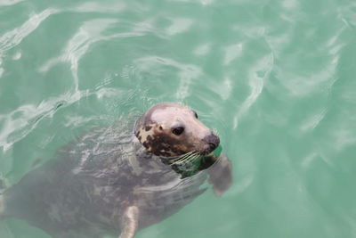 High angle view of turtle in sea