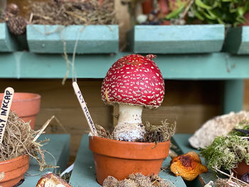 Close-up of fly agaric mushroom