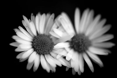 Close-up of daisy flower against black background