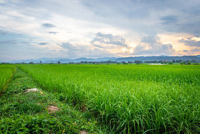 Scenic view of field against sky