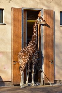 Horse in zoo