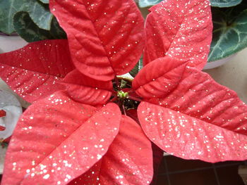 Close-up of hand holding red flower