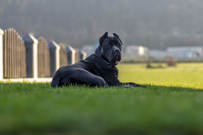 Black dog relaxing on field