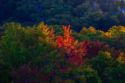 High angle view of flowering trees in forest during autumn