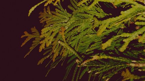 Close-up of plants at night