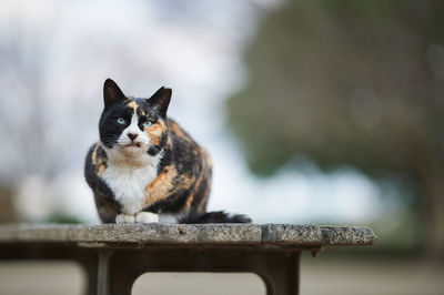 Calico cat sitting on wooden bench