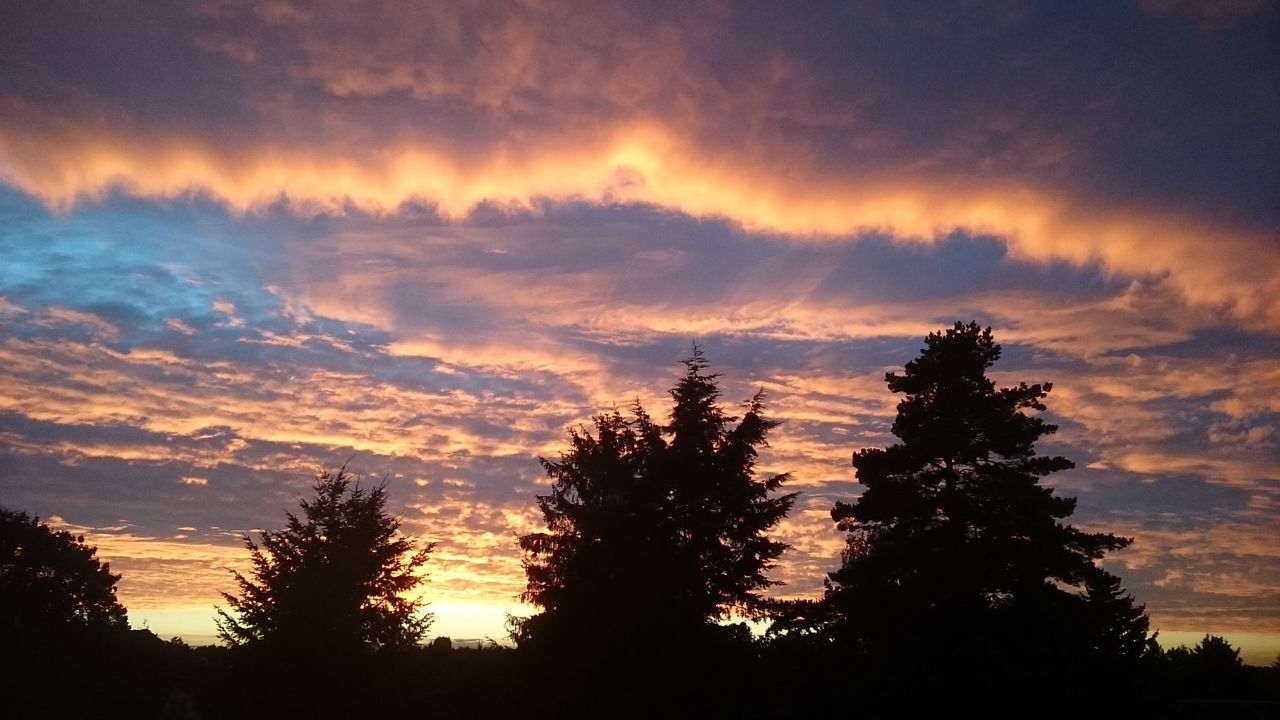 SILHOUETTE TREES AGAINST DRAMATIC SKY