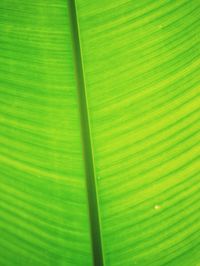 Full frame shot of green leaf