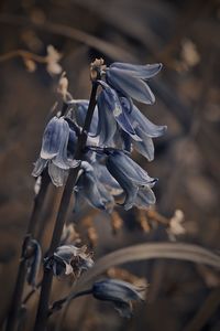 Close-up of dead plant