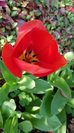 Close-up of red rose flower