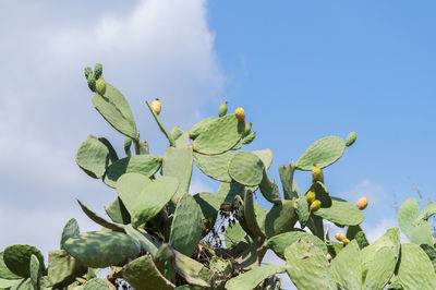 Low angle view of plants against blue sky