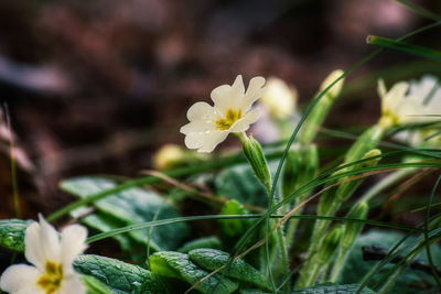 Close-up of flowers blooming outdoors