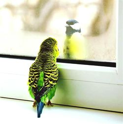 Close-up of bird perching on white background