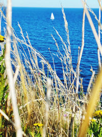 Close-up of plants by sea against sky