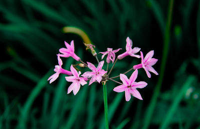 Close-up of pink flowering plant