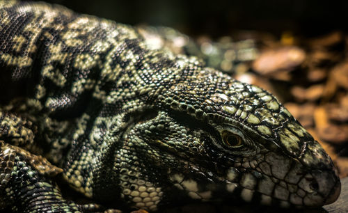 The head of a sleeping lizard