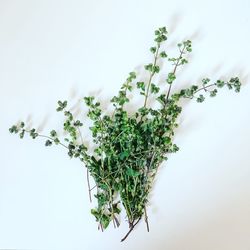 Close-up of plant against white background