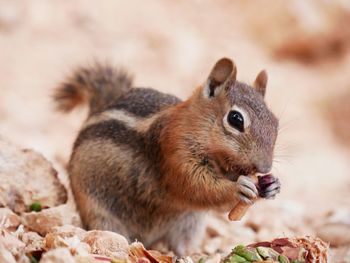 Close-up of squirrel