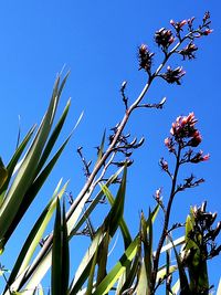 Low angle view of plants against clear blue sky