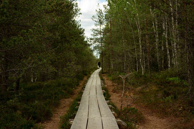 Dirt road amidst trees in forest