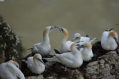 Close-up of swans