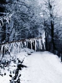 Close-up of icicles on tree in forest during winter