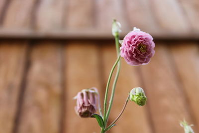 Close-up of pink flower blooming outdoors