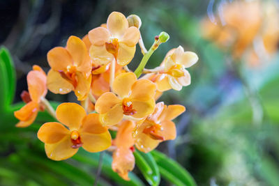 Close-up of yellow flowering plant