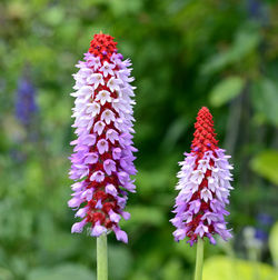 Close-up of purple flowering plant on field