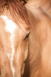 Close-up of a horse