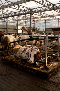 View of cow in pen