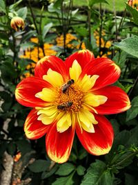 Close-up of bee on flower