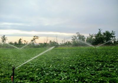 Scenic view of agricultural field against sky