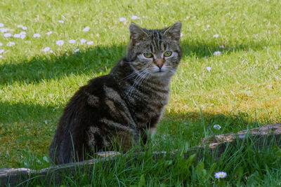 Portrait of a cat on field