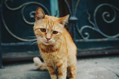 Portrait of a cat