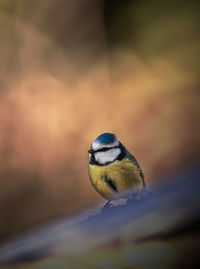 Close-up of bird