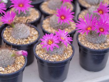 Close-up of pink flowers in bowl
