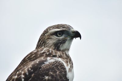 Close-up of hawk against white background
