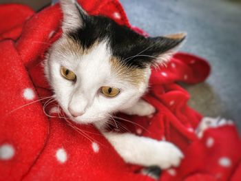 Close-up portrait of a cat