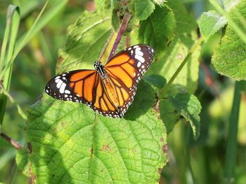 Close-up of butterfly on leaf