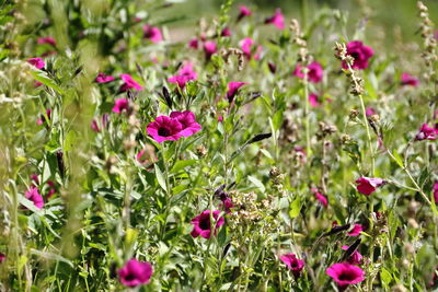 Close-up of pink flowering plants on field