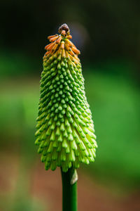 Close-up of green plant