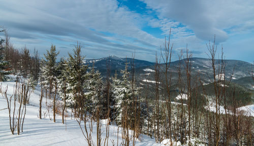 Trees on snow covered landscape against sky